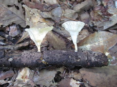 Cymatoderma caperatum