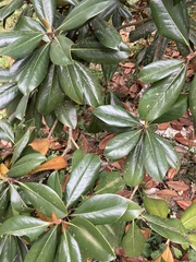 Magnolia grandiflora