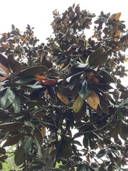 Magnolia grandiflora