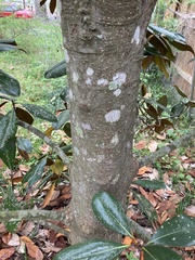 Magnolia grandiflora