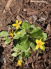 Chrysogonum