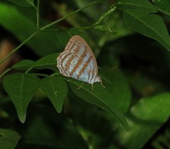 Cepheuptychia cephus