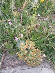 Myrsiniteae