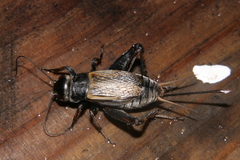 Gryllus veletis