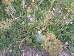 Myrsiniteae