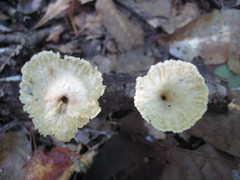 Cymatoderma caperatum