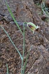 Fritillaria acmopetala