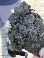 Molgula manhattensis