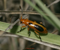 Phyllobrotica sororia
