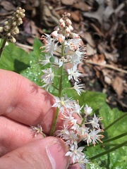 Tiarella stolonifera