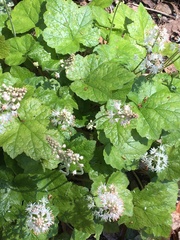 Tiarella stolonifera