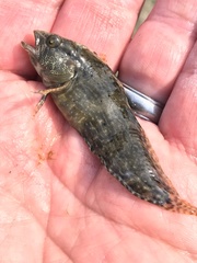 Chasmodes bosquianus
