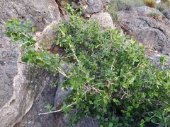 Withania frutescens