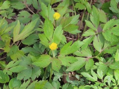 Ranunculus hispidus nitidus