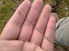 Juncus capillaceus