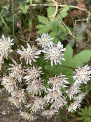 Astrantia