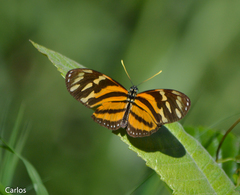 Eueides isabella eva