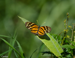 Eueides isabella eva