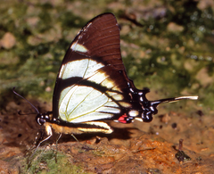Eurytides callias