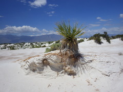 Dasylirion cedrosanum