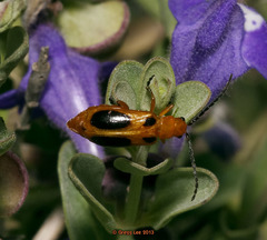 Phyllobrotica sororia