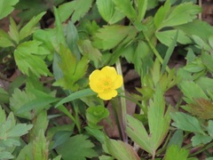 Ranunculus hispidus nitidus