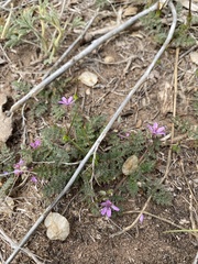Erodium cicutarium cicutarium