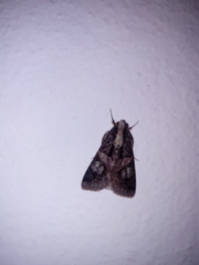 Melipotis famelica