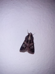 Melipotis famelica