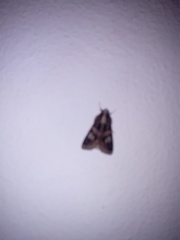 Melipotis famelica