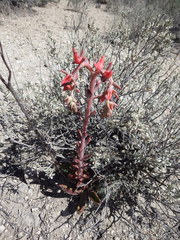 Echeveria walpoleana