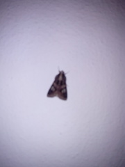 Melipotis famelica