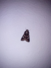 Melipotis famelica