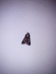 Melipotis famelica