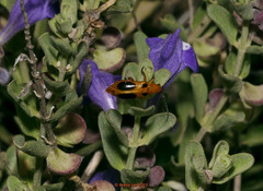 Phyllobrotica sororia