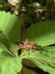Teuchocnemis bacuntius