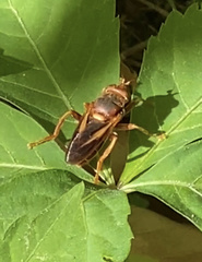 Teuchocnemis bacuntius