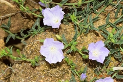 Convolvulus valentinus