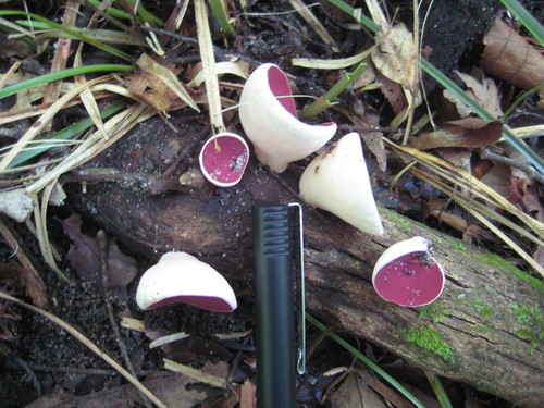 mauve elfcup