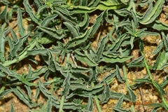 Convolvulus valentinus