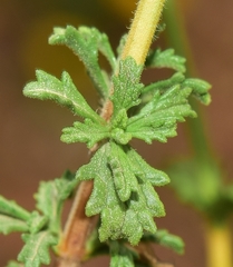 Sideritis pusilla