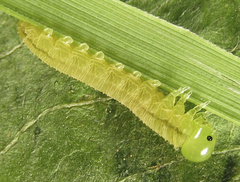 Tenthredopsis friesei