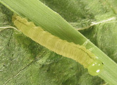 Tenthredopsis friesei