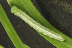 Tenthredopsis friesei