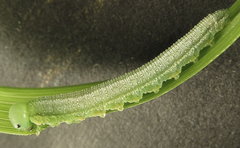 Tenthredopsis friesei