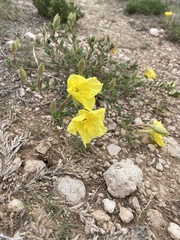 Oenothera lavandulifolia