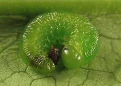 Tenthredopsis friesei