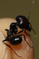 Messor barbarus