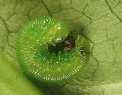 Tenthredopsis friesei