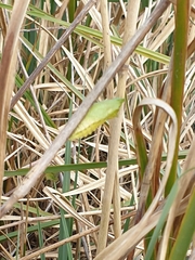 Papilio machaon britannicus